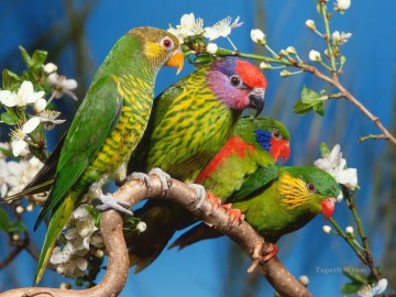  Parrot Works - colorful parrots family birds
